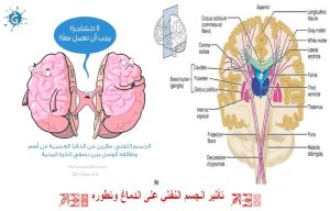 Read more about the article تأثير الجسم النفثي على الدماغ وتطوره