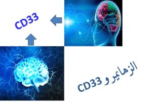 Read more about the article ماهو الزهايمر و CD33